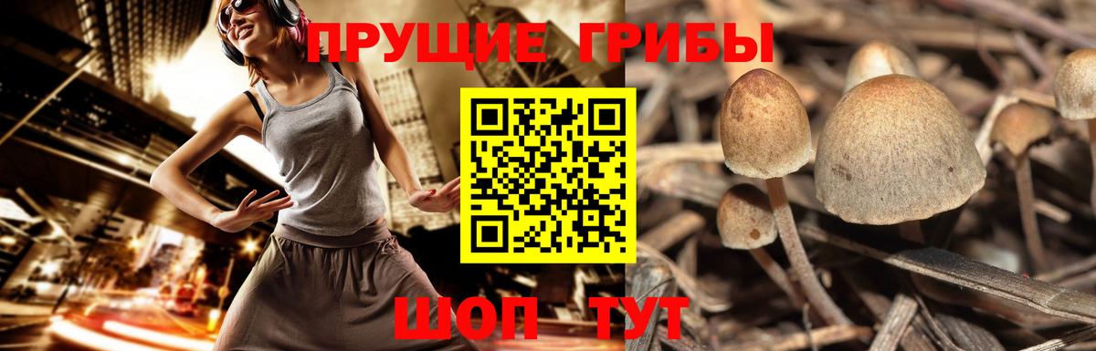 Псилоцибиновые грибы прущие грибы  Вход с VPN  Елизово 